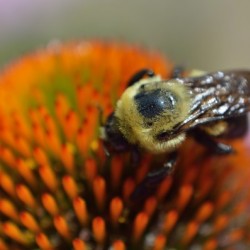 Purple Coneflower with bee
